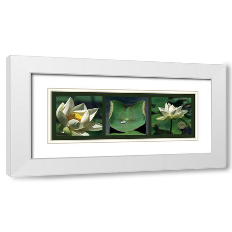 Lotus blancs White Modern Wood Framed Art Print with Double Matting by Pinsard, Laurent