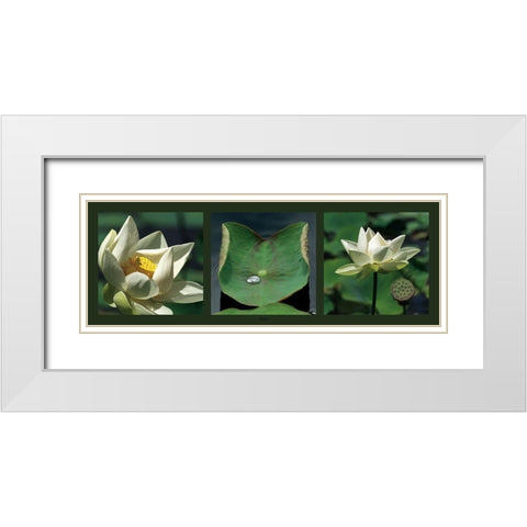 Lotus blancs White Modern Wood Framed Art Print with Double Matting by Pinsard, Laurent