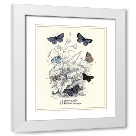 Planche Papillons 3 White Modern Wood Framed Art Print with Double Matting by BRAUN Studio