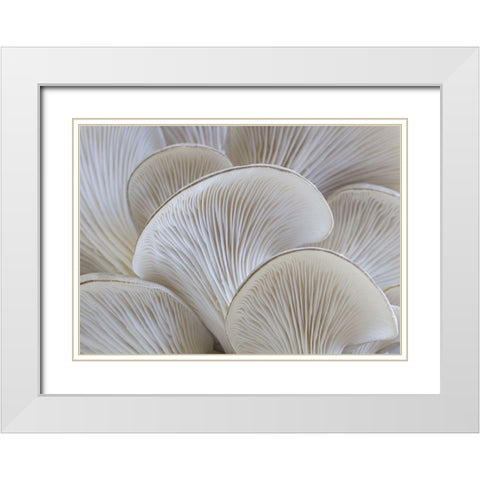 White blades mushroom White Modern Wood Framed Art Print with Double Matting by Braun Studio