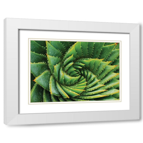 Vert de cactus White Modern Wood Framed Art Print with Double Matting by Braun Studio
