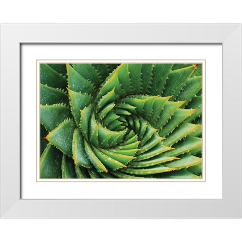 Vert de cactus White Modern Wood Framed Art Print with Double Matting by Braun Studio