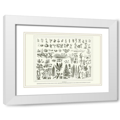 Planche Botanique 1 White Modern Wood Framed Art Print with Double Matting by BRAUN Studio