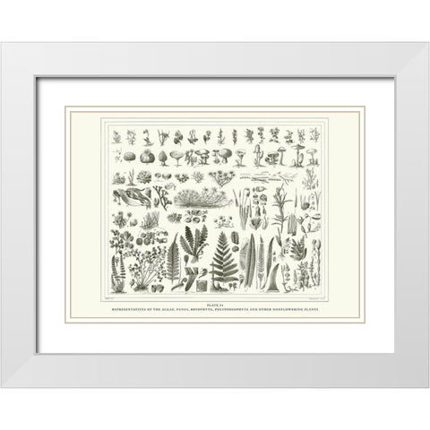 Planche Botanique 1 White Modern Wood Framed Art Print with Double Matting by BRAUN Studio