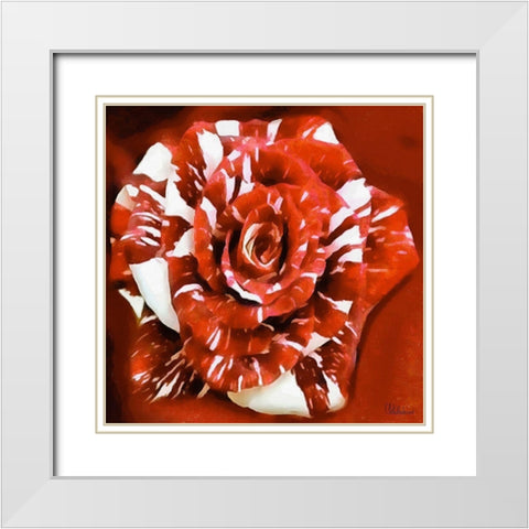 Rose in Red and White Colors White Modern Wood Framed Art Print with Double Matting by Medeiros, Celito