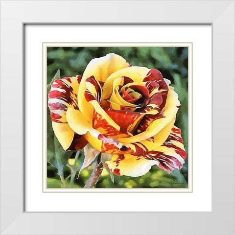 Rose in Yellow and Red Colors White Modern Wood Framed Art Print with Double Matting by Medeiros, Celito