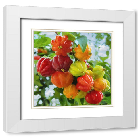 Exotic Fruit White Modern Wood Framed Art Print with Double Matting by Medeiros, Celito
