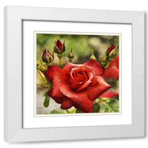 Rose with Buds White Modern Wood Framed Art Print with Double Matting by Medeiros, Celito