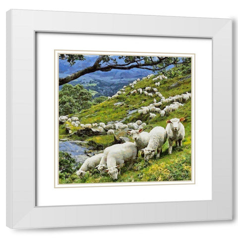 Sheeps on New Zealand White Modern Wood Framed Art Print with Double Matting by Medeiros, Celito