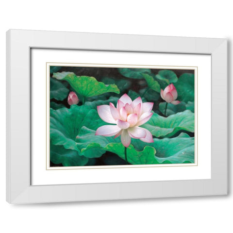 Water Lilly White Modern Wood Framed Art Print with Double Matting by Chen Wu