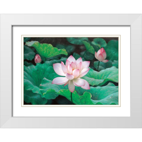 Water Lilly White Modern Wood Framed Art Print with Double Matting by Chen Wu
