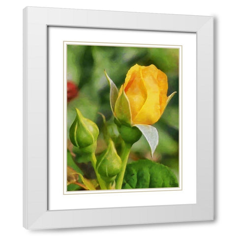 One Yellow Rose White Modern Wood Framed Art Print with Double Matting by Medeiros, Celito