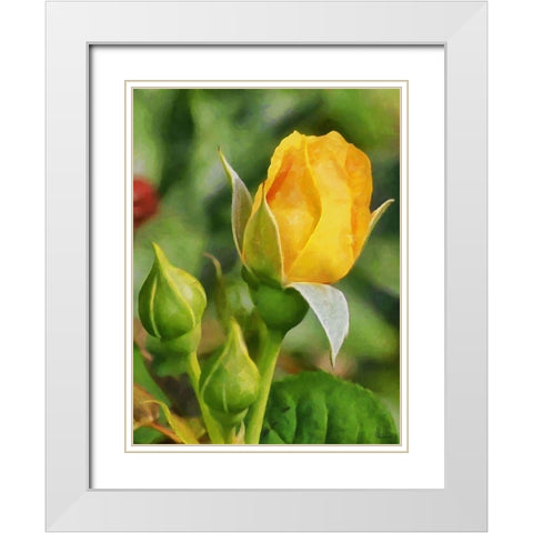 One Yellow Rose White Modern Wood Framed Art Print with Double Matting by Medeiros, Celito