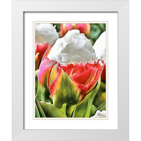 Tulip in White and Red Colors White Modern Wood Framed Art Print with Double Matting by Medeiros, Celito