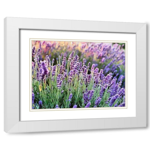 Lavender Field VII White Modern Wood Framed Art Print with Double Matting by Medeiros, Celito
