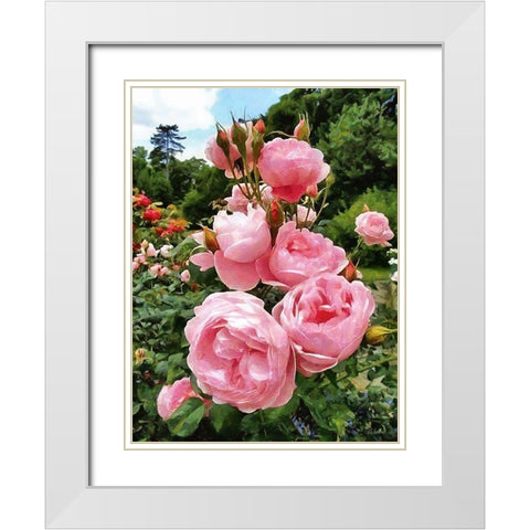 Pink Roses White Modern Wood Framed Art Print with Double Matting by Medeiros, Celito