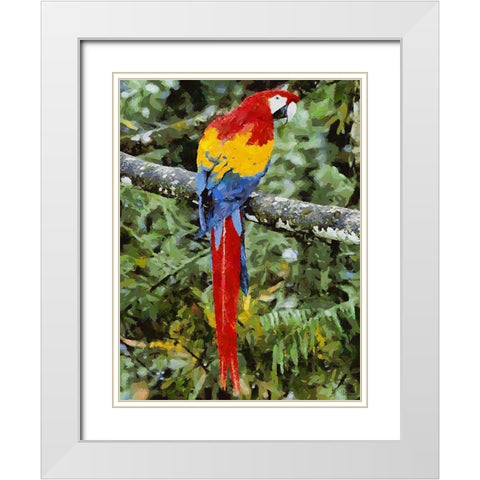 Red, Yellow and Blue Parrot White Modern Wood Framed Art Print with Double Matting by Medeiros, Celito