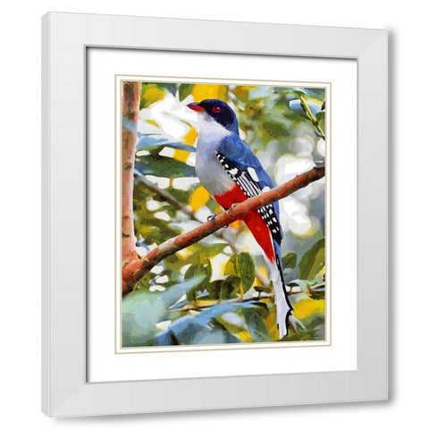Red and Blue Colored Bird White Modern Wood Framed Art Print with Double Matting by Medeiros, Celito