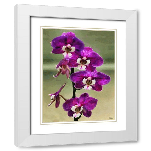 Purple Orchid White Modern Wood Framed Art Print with Double Matting by Medeiros, Celito