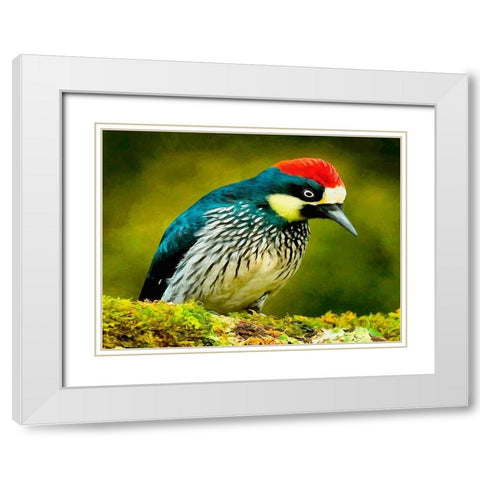 Red Head Bird White Modern Wood Framed Art Print with Double Matting by Medeiros, Celito