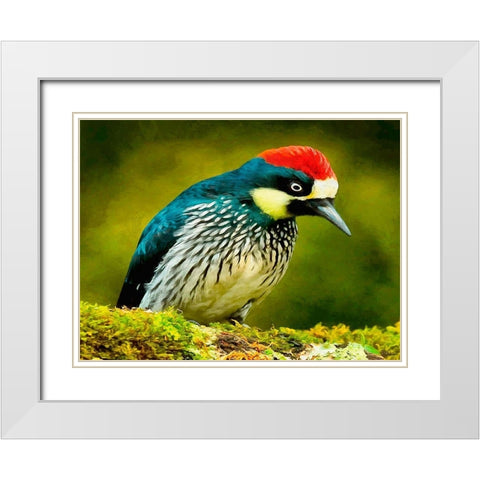 Red Head Bird White Modern Wood Framed Art Print with Double Matting by Medeiros, Celito