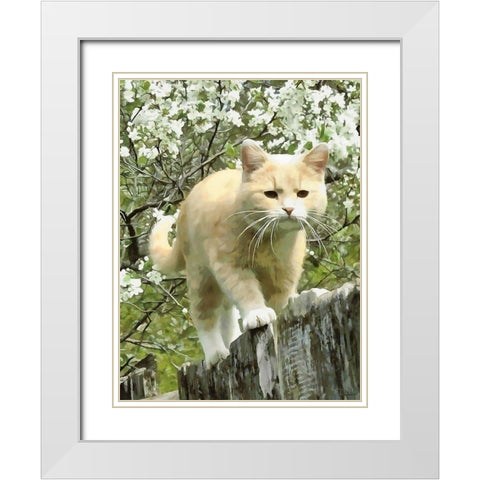 Curious Cat II White Modern Wood Framed Art Print with Double Matting by Medeiros, Celito