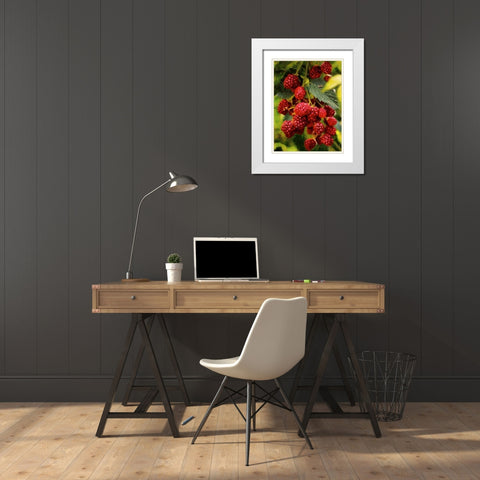 Red Raspberries White Modern Wood Framed Art Print with Double Matting by Medeiros, Celito
