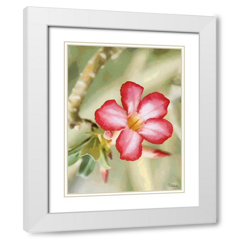 Orchids XXIV White Modern Wood Framed Art Print with Double Matting by Medeiros, Celito