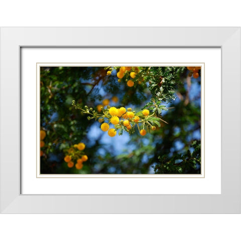 Yellow Mimosa I White Modern Wood Framed Art Print with Double Matting by Knoble