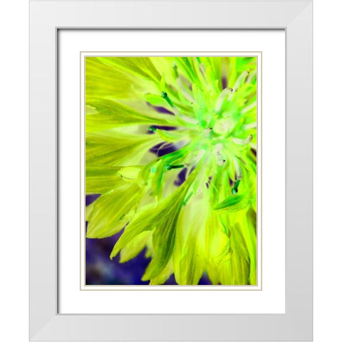 Natural Glow II White Modern Wood Framed Art Print with Double Matting by Grayscale