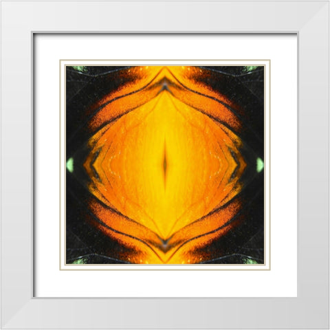 Butterfly Eye Ib White Modern Wood Framed Art Print with Double Matting by Grayscale