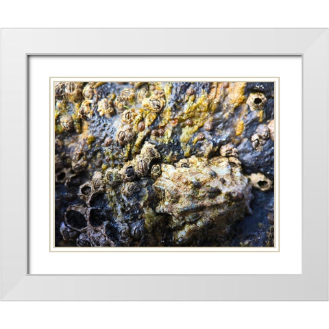 Mussels and Shells II White Modern Wood Framed Art Print with Double Matting by Grayscale