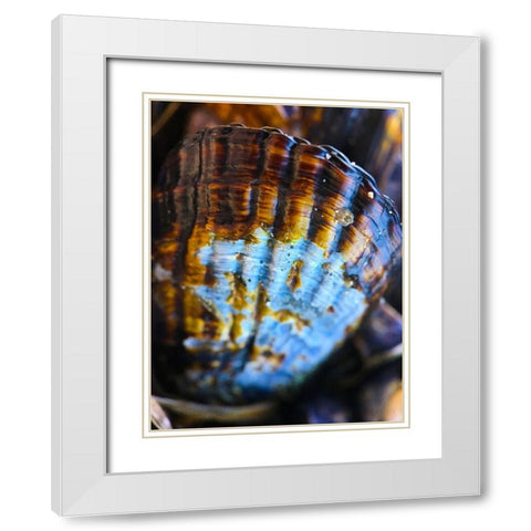 Wet Shell I White Modern Wood Framed Art Print with Double Matting by Grayscale