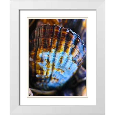 Wet Shell I White Modern Wood Framed Art Print with Double Matting by Grayscale
