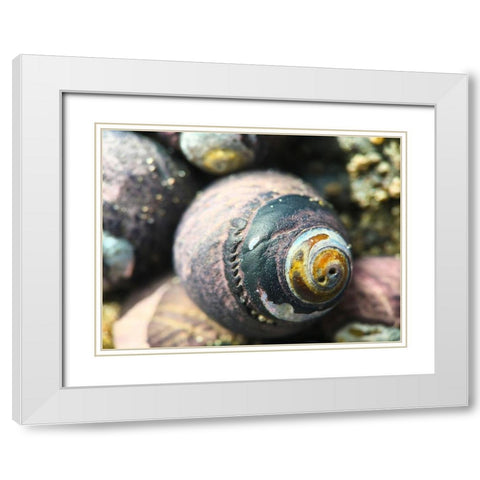 Shell Spiral I White Modern Wood Framed Art Print with Double Matting by Grayscale