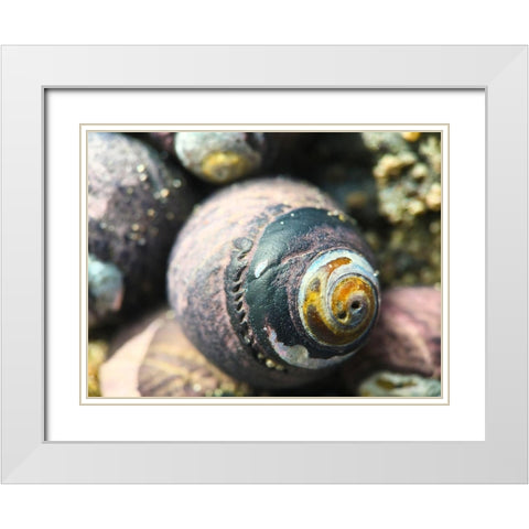 Shell Spiral I White Modern Wood Framed Art Print with Double Matting by Grayscale