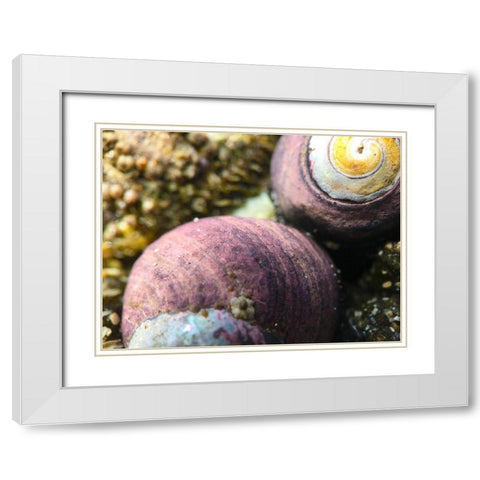 Shell Spiral II White Modern Wood Framed Art Print with Double Matting by Grayscale