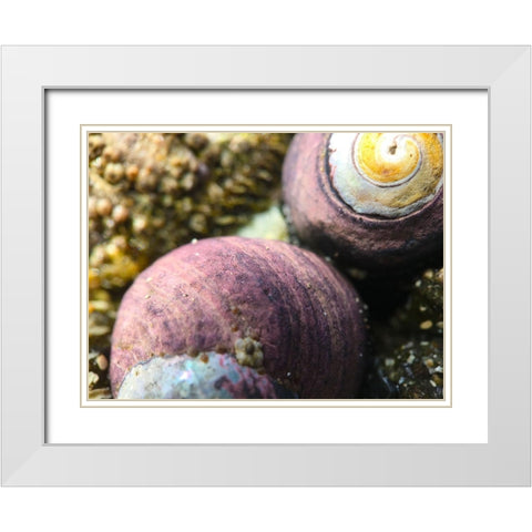Shell Spiral II White Modern Wood Framed Art Print with Double Matting by Grayscale