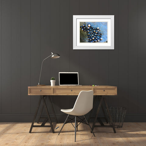 Shell Spiral III White Modern Wood Framed Art Print with Double Matting by Grayscale