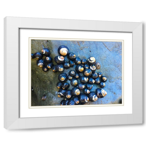 Shell Spiral III White Modern Wood Framed Art Print with Double Matting by Grayscale