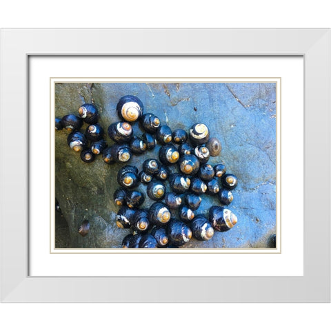 Shell Spiral III White Modern Wood Framed Art Print with Double Matting by Grayscale