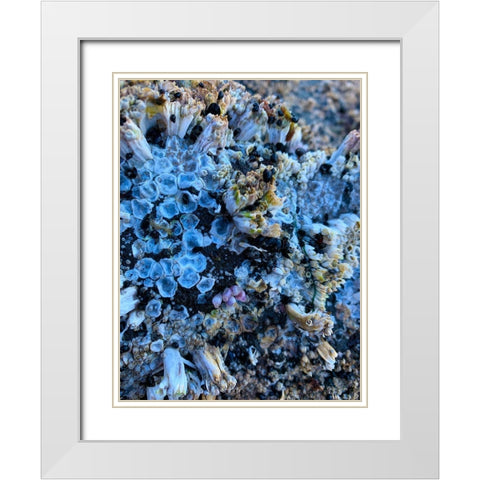 Coral Mussels I White Modern Wood Framed Art Print with Double Matting by Grayscale