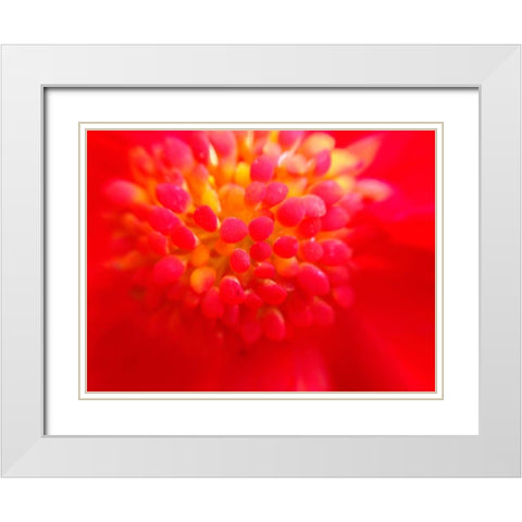 Flower Cluster I White Modern Wood Framed Art Print with Double Matting by Grayscale