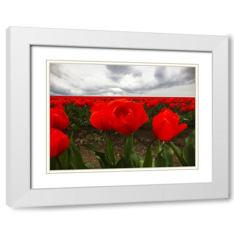 Red Tulip Field White Modern Wood Framed Art Print with Double Matting by Grayscale