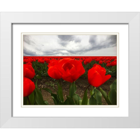 Red Tulip Field White Modern Wood Framed Art Print with Double Matting by Grayscale