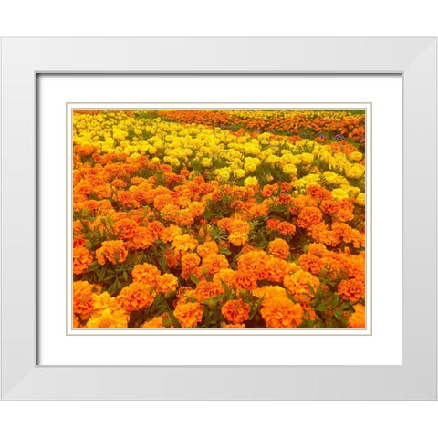 Chrysanthemums III White Modern Wood Framed Art Print with Double Matting by Grayscale