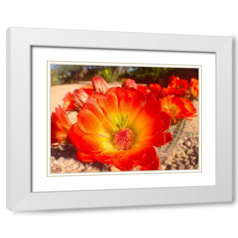 Hedgehogs I White Modern Wood Framed Art Print with Double Matting by Grayscale