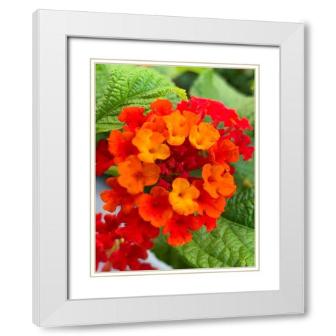 Lantana I White Modern Wood Framed Art Print with Double Matting by Grayscale