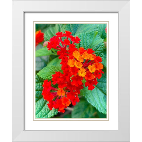 Lantana II White Modern Wood Framed Art Print with Double Matting by Grayscale
