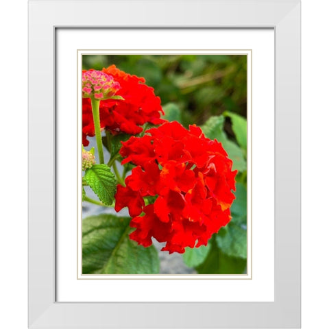 Lantana III White Modern Wood Framed Art Print with Double Matting by Grayscale